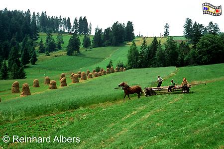Berglandschaft bei Hałuszowa am Rande des Pieniny-Nationalparks., Polen, Polska, Bilder, Fotos, Hałuszowa, Pieniny, Nationalpark, Berglandschaft