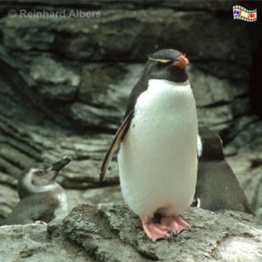 Pinguin im Aquarium (Oceanario de Lisboa) auf dem Expogelnde von 1998., Lissabon, Expo, Aquarium, Oceanario, Pinguin