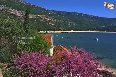 Blhender Judasbaum in der Bucht von Portinho am Fue des Arrbida-Gebirges., Portugal, Arrabida, Gebirge, Portinho, Atlantik, Bucht, Judasbaum, Albers, Foto, foreal,