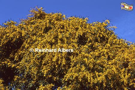 Mimosenblte im Frhjahr, Portugal, Sesimbra, Arrabida, Gebirge, Mimosen, Albers, Foto, foreal,
