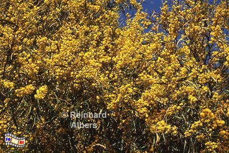 Blhende Mimosen in Sesimbra, Portugal, Sesimbra, Arrabida, Gebirge, Mimosen, Albers, Foto, foreal,