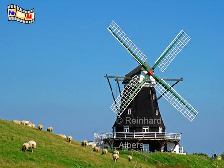 Insel Pellworm - Nordermhle oder auch Engelmhle genannt geht auf das Jahr 1777 zurck., Windmhle, Pellworm, Insel Pellworm, Nordermhle, Engelmhle, Waldhusen