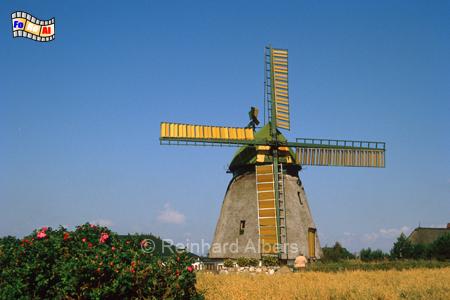 Insel Amrum - Die Mhle bei der Ortschaft Nebel beherbergt heute das Inselmuseum., Windmhle, Foto, Insel Amrum, Amrum, Nebel