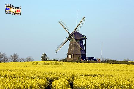 Die Farver Mhle aus dem Jahr 1828 befindet sich in Ostholstein und kann als Ferienwohnung gemietet werden., Windmhle, Farve, Ostholstein, Schleswig-Holstein, Albers, foreal, Foto