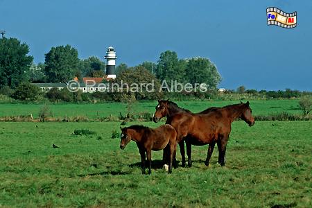 Der Leuchtturm von Kiel-Blk markiert die Einfahrt zur Kieler Frde an der Westseite, Leuchtturm, Deutschland, Schleswig-Holstein, Ostseekste, Kiel, Blk