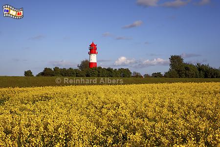 Rapsblte beim Leuchtturm Falshft in Schleswig-Holstein, Ostseekste., Leuchtturm, Ostseekste, Lighthouse, Phare, Falshft, Pommerby, Albers, Foto, foreal,
