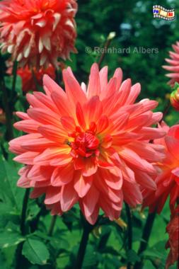 Dahlienbl�te im Nolde-Garten, Nolde, Seeb�ll, Dahlie, Bl�ten, Albers, Fot, foreal,