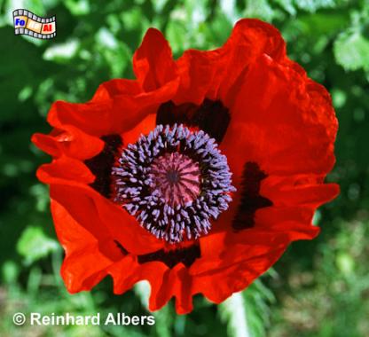 Mohnblte, Schleswig-Holstein, Nolde, Seebll, Mohn, Blten, Albers, Foto, foreal,