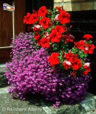 Blumenschale, Schleswig-Holstein, Nolde, Seeb�ll, Blumen, Bl�ten, Albers, Foto, foreal,