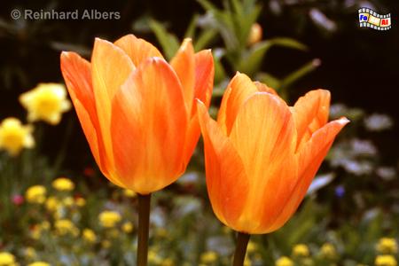 Tulpen im Noldegarten, Schleswig-Holstein, Seebll, Nolde, Museum, Garten, Albers, Foto, foreal,