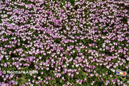 Husum Krokussbl�te im Schlosspark, Schleswig-Holstein, Nordfriesland, Husum, Krokusse, Bl�te, Schlosspark, Albers, Foto, foreal,