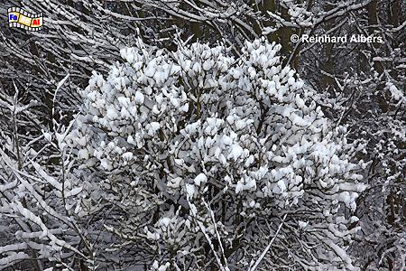 Winter in den Httener Bergen., 