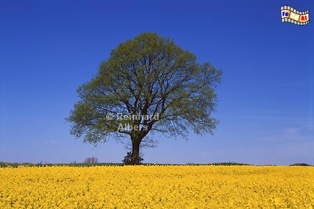 Gut Maasleben - Halbinsel Schwansen: Eiche mit blhendem Rapsfeld., Schleswig-Holstein, Schwansen, Maasleben, Gut, Rapsfeld, Eiche, Albers, Foto, foreal,