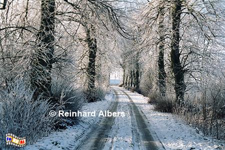 Allee Gut Maasleben, Schleswig-Holstein, Schwansen, Maasleben, Allee, Winter, Albers, Foto, foreal,