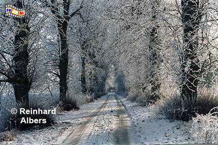 Allee Gut Maasleben, Schleswig-Holstein, Schwansen, Maasleben, Allee, Winter, Albers, Foto, foreal,