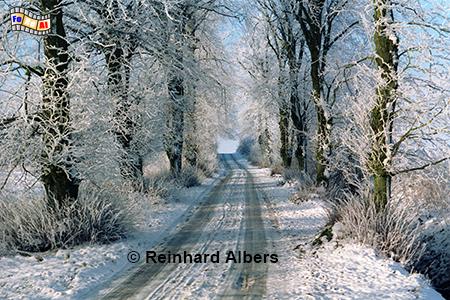 Allee Gut Maasleben, Schleswig-Holstein, Schwansen, Maasleben, Allee, Winter, Albers, Foto, foreal,