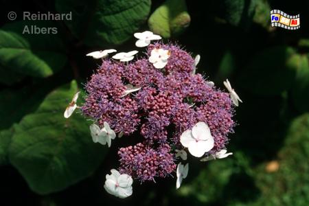 Kiel, Botanischer Garten, Samthortensie., Kiel, Botanischer Garten, Hortensie, Samthortensie