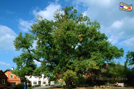 Bordesholmer Linde, Bordesholm, Linde, Bordesholmer Linde