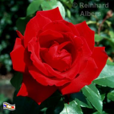 Kiel - Botanischer Garten.
Rose 