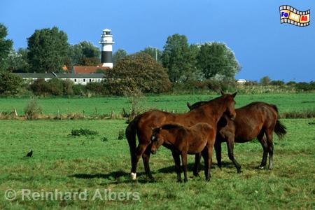 Blick auf dem Blker Leuchtturm, Kiel, Frde, Blk, Leuchtturm, foreal, Foto, Albers,
