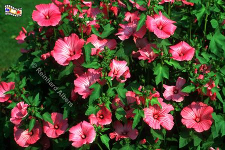 Blumen im Garten vom Chteau de Miromesnil bei Dieppe., Normandie, Miromesnil, Chteau, Schloss, Garten, Foto, Albers, foreal