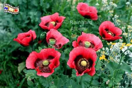 Giverny - Der Mohn war die Lieblingsblume des Malers Claude Monet., Normandie, Giverny, Claude, Monet, Garten, Impressionisten, Albers, Foto, foreal