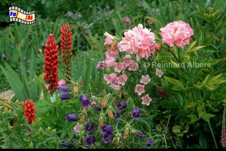 Giverny - Bltenpracht im Garten des Malers Claude Monet., Normandie, Giverny, Claude, Monet, Garten, Impressionisten, Albers, Foto, foreal