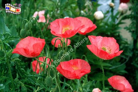 Giverny - Bl�hender Mohn im Garten von Claude Monet., Normandie, Giverny, Claude, Monet, Garten, Impressionisten, Albers, Foto, foreal