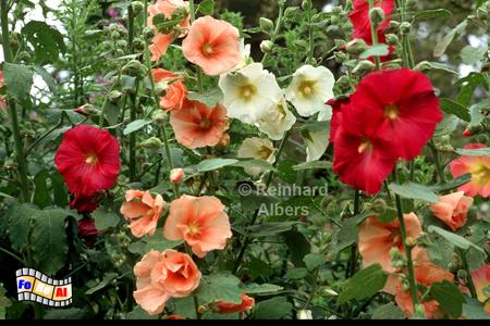 Giverny - Bl�tenpracht im Garten des Malers Claude Monet., Normandie, Giverny, Claude, Monet, Garten, Impressionisten, Albers, Foto, foreal