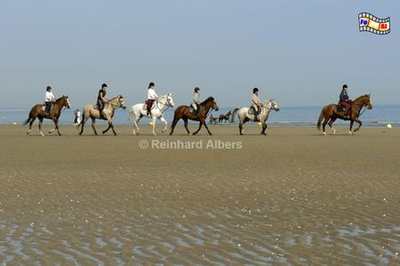 C�te Fleurie - Blumenk�ste.
Pferde am Strand von Cabourg., Normandie, Cabourg, C�te, Fleurie, Blumenk�ste, Albers, Foto, foreal, Pferde, Reiter, Strand