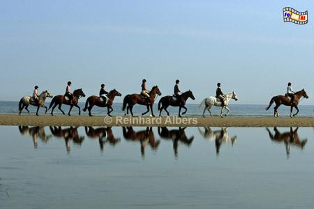 C�te Fleurie - Blumenk�ste.
Ausritt am Strand von Cabourg., Normandie, Cabourg, C�te, Fleurie, Blumenk�ste, Albers, Foto, foreal, Pferde, Reiter, Strand