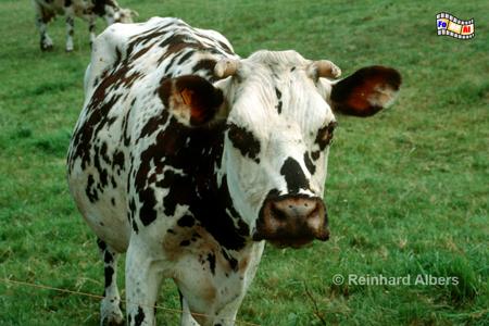La vache normande - die normannische Kuh, aufgrund dunkler Einf�rbungen um die Augen auch Brillenkuh genannt., Normandie, Vache, normande, Kuh, Albers, foreal, Foto