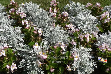 Granville - Blumen im Garten des Christian-Dior-Museums., Normandie, Granville, Christian, Dior, Museum, Geburtshaus, Park, Garten, Albers, Foto, foreal