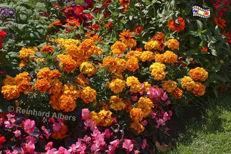 Granville - Blumen im Garten des Christian-Dior-Museums., Normandie, Granville, Christian, Dior, Museum, Geburtshaus, Park, Garten, Albers, Foto, foreal