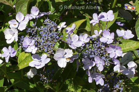 Granville - Hortensie im Garten des Christian-Dior-Museums., Normandie, Granville, Christian, Dior, Museum, Geburtshaus, Park, Garten, Albers, Foto, foreal