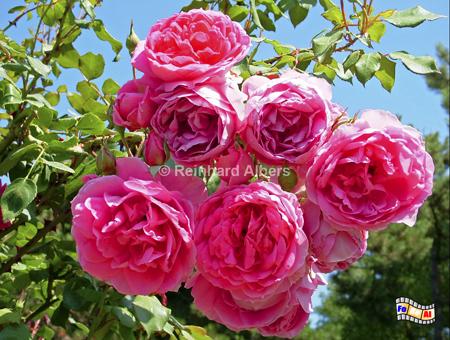Granville - Blumen im Garten des Christian-Dior-Museums., Normandie, Granville, Christian, Dior, Museum, Geburtshaus, Park, Garten, Albers, Foto, foreal