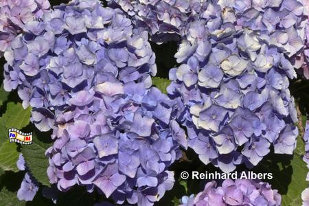 Granville - Hortensie im Garten des Christian-Dior-Museums., Normandie, Granville, Christian, Dior, Museum, Geburtshaus, Park, Garten, Albers, Foto, foreal