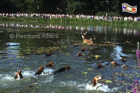 Ch�teau Beaumesnil - Jagd mit einer Hundemeute, Normandie, Ch�teau, Schloss, Beaumesnil, Albers, Foto, foreal
