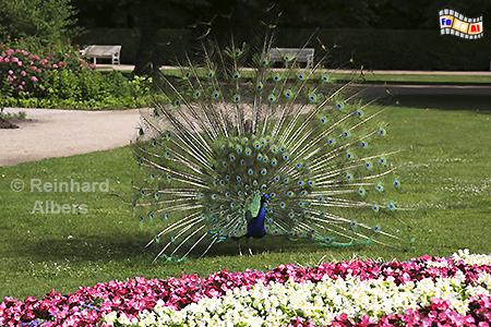 Radschlagender Pfau im Lazienki-Park, Polen, Polska, Warschau, Warszawa, Lazienki, Park, Blumen, Pfau, Albers, Foto, foreal,