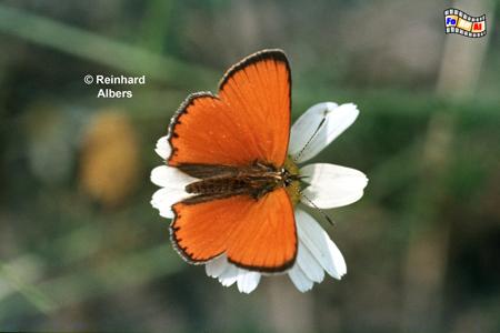 Dukatenfalter, Polen, Masuren, Polska, Mazury, Rybical, Schmetterling, Albers, Dukatenfalter, Foto, foreal