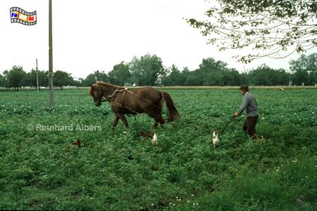 Bauer in den Kartoffeln, Polen, Masuren, Polska, Mazury, Kartoffeln, Idylle, Albers, Foto, foreal