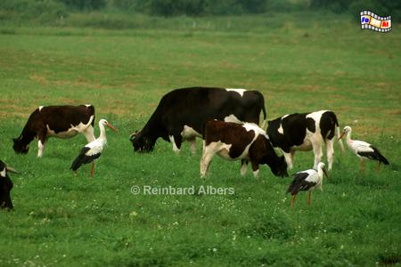 Strche auf einer Kuhweide, Polen, Masuren, Strche, Storch, Foto, foreal
