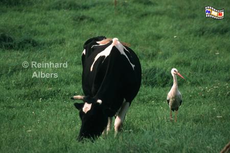 Storch mit Kuh, Polen, Masuren, St�rche, Storch, Foto, foreal