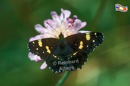 Naturparadies Masuren - Schmetterling: Landk�rtchen, Polska, Polen, Masuren, Mazury, Schmetterling, Landk�rtchen, Albers, Foto, foreal