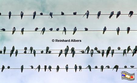 Schwalben im Dorf Rybical (R�bezahl)., Polen, Masuren, Polska, Mazury, Rybical, Schwalben, Albers, Dorf, Foto, foreal