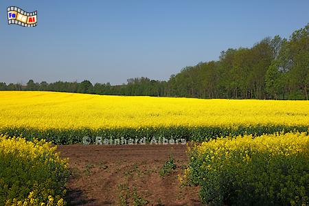 Masuren - Rapsbl�te bei Reszel (R��el), Polen, Polska, Masuren, Rapsbl�te, , Albers, Foto, foreal, Bild,