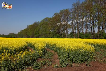Masuren - Rapsblte bei Reszel (Rel), Polen, Polska, Masuren, Rapsblte, Albers, Foto, foreal, Bild,