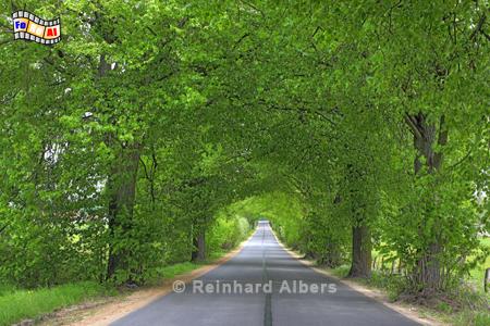 Allee nach Frombork (Frauenburg)., Polen, Allee, Polska, Albers, Ermland, Foto, foreal, Allee, Frauenburg, Frombork, Ostpreuen