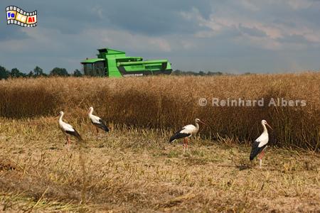 Masuren - Strche, Polen, Masuren, Strche, Storch, Foto, foreal