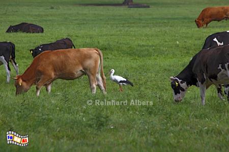 Masuren - Tierwelt, Polen, Masuren, St�rche, Storch, Foto, foreal,